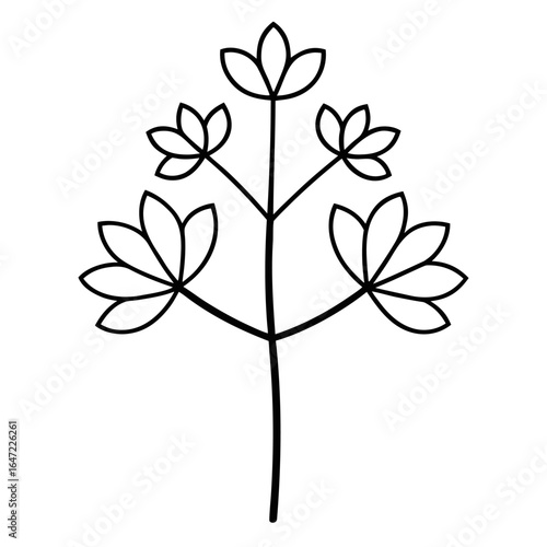 thalictrum tuberosum clone  line art vector  on white background