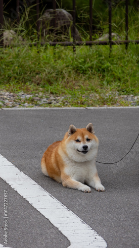 Nature, Japan.