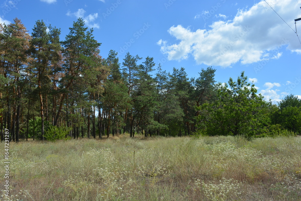 Beautiful bright nature of pine forest with trodden paths, sand road in summer heat in Dnipro city, Ukraine. Many old pine trees, old bark, green long needles grow densely against of blue sky. Beautiful bright nature of pine forest with trodden paths, sand road in summer heat in Dnipro city, Ukraine. Many old pine trees, old bark, green long needles grow densely against of blue sky.