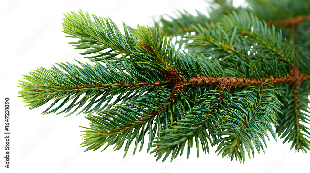 Obraz premium fir tree branch