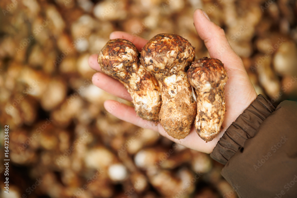 Wild Tricholoma matsutake mushroom in China Wild Tricholoma matsutake mushroom in China