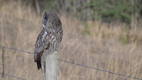 Great grey owl perched on a fence