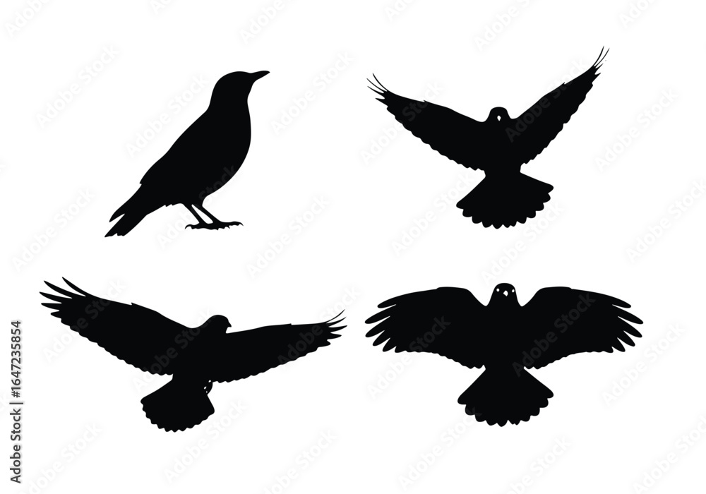 Fototapeta premium Black crow or raven silhouettes in various flying and perched poses, isolated on a white background