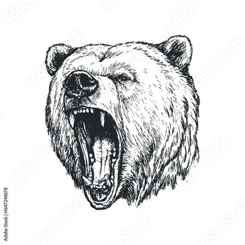 Sketch of a Grizzly Bear Roaring with Open Mouth and Sharp Teeth
