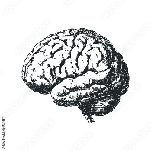 Detailed black and white sketch of a human brain on a white background