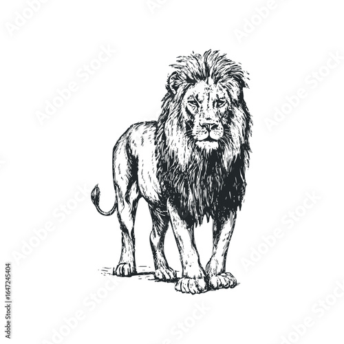 Hand-drawn sketch of a majestic male lion standing proudly