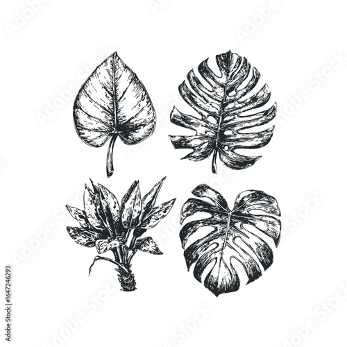 Collection of four detailed ink sketches of tropical leaves on a white background