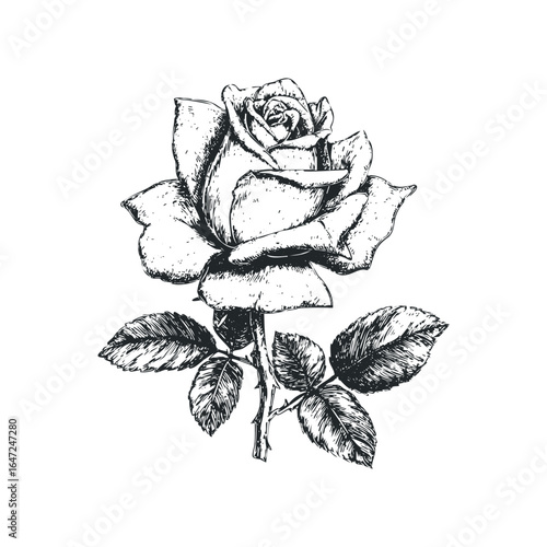 Detailed sketch of a single rose bloom with leaves on a white background