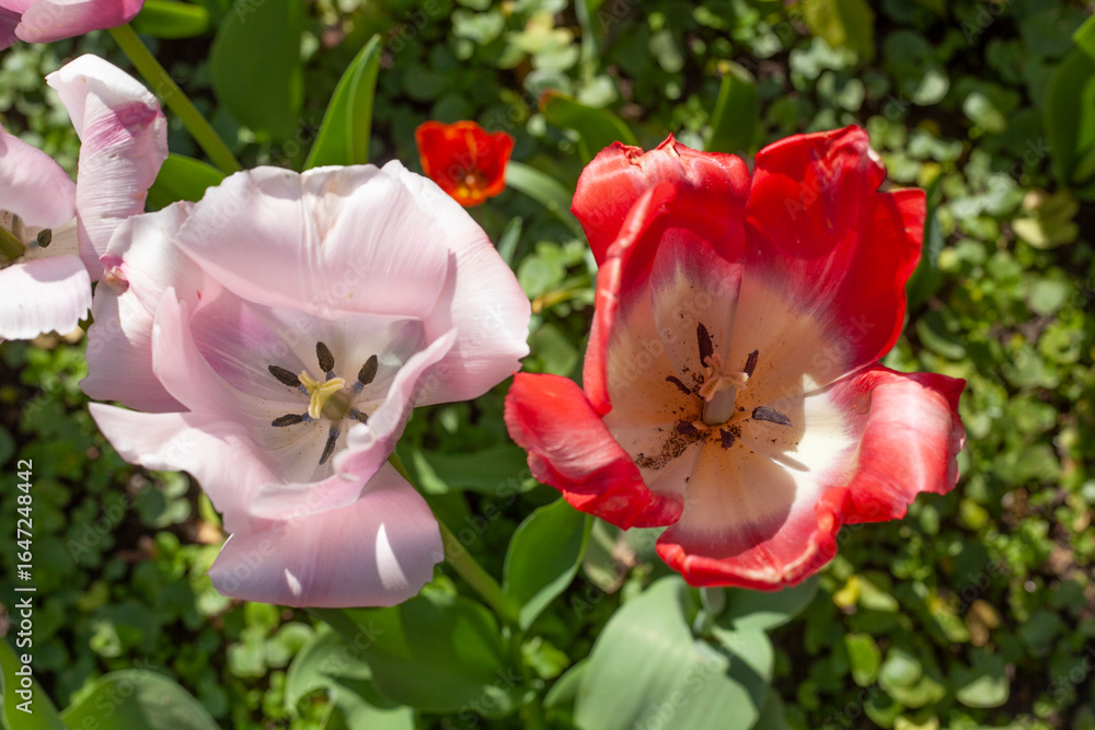 Obraz premium Bunt blühendeTulpen, (Tulipa), Blumenbeet, Deutschland