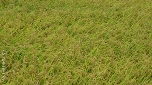 Wallpaper Mural Rice Plants Blowing in the Breeze in Japan Torontodigital.ca