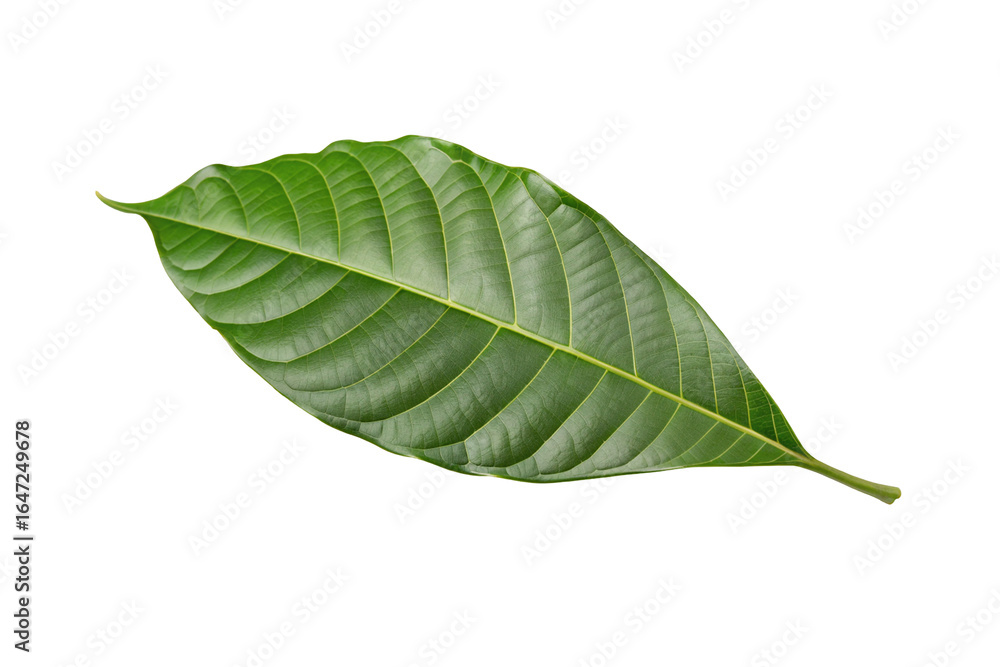 Fototapeta premium Vibrant green leaf closeup isolated on transparent background for botanical science projects