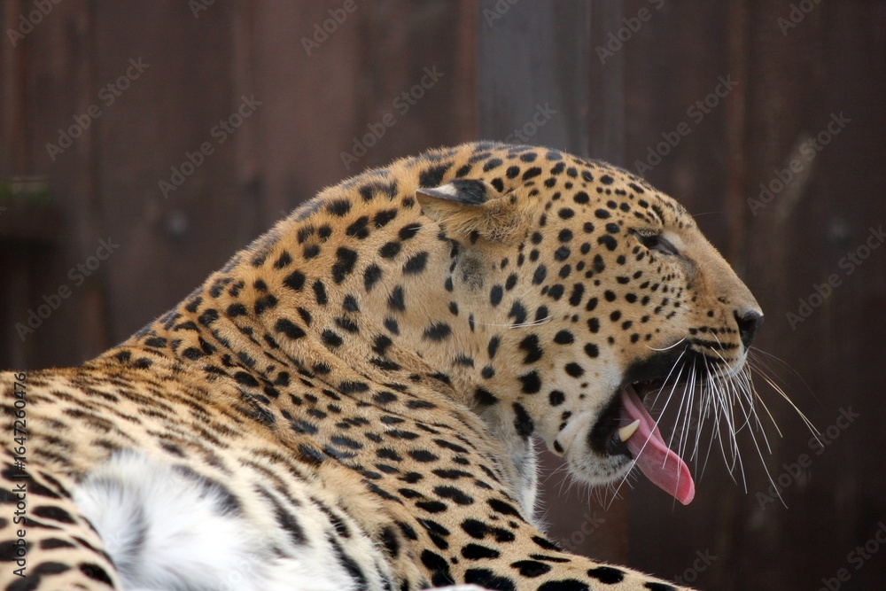 Obraz premium Portrait of a leopard on a dark background. Close-up of a leopard's face. What an animal looks like after waking up. Wild animals. Feline mammals. Leopard print. Predator's snarl. Leopard