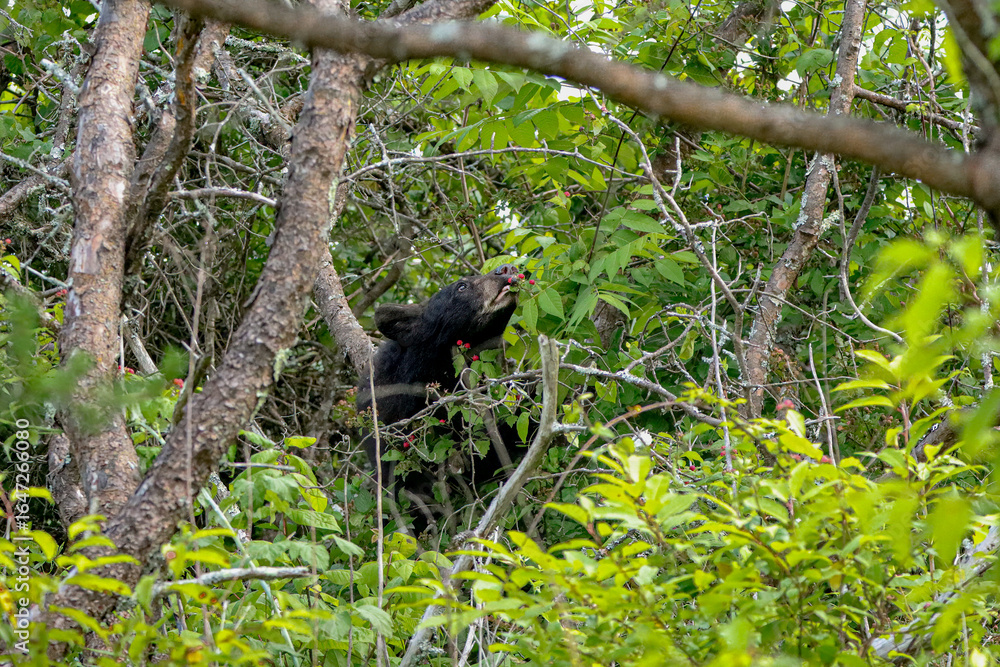 Fototapeta premium Adorable Black Bear Yearling enjoying Some berries
