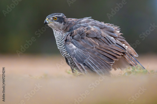 Fotografía Eurasian goshawk portrait