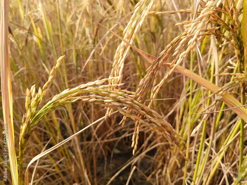 Fototapeta premium Paddy crop with golden rice grains in agricultural field, mature rice plants ready for harvest, rural farm landscape showing cultivated ears and stalks, Indian countryside farmland scene
