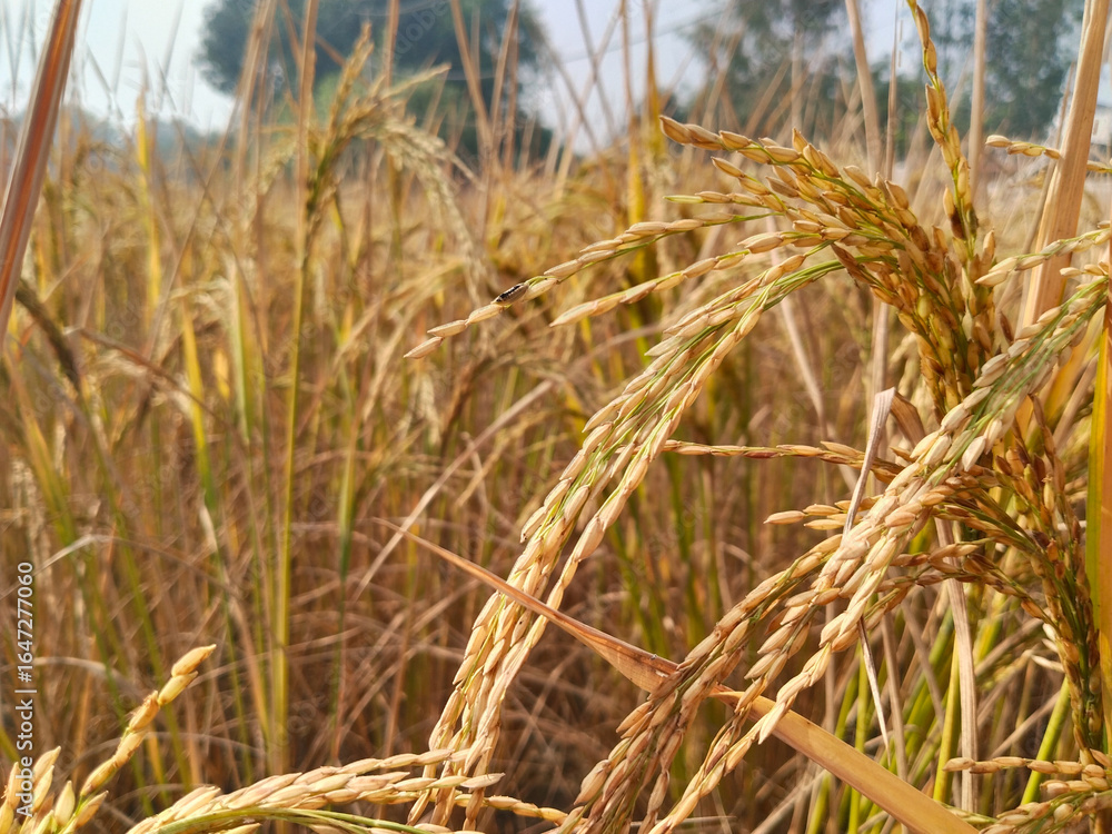Fototapeta premium paddy crop with golden rice grains in agricultural field, mature rice plants ready for harvest, rural farm landscape showing cultivated ears and stalks, Indian countryside farmland scene