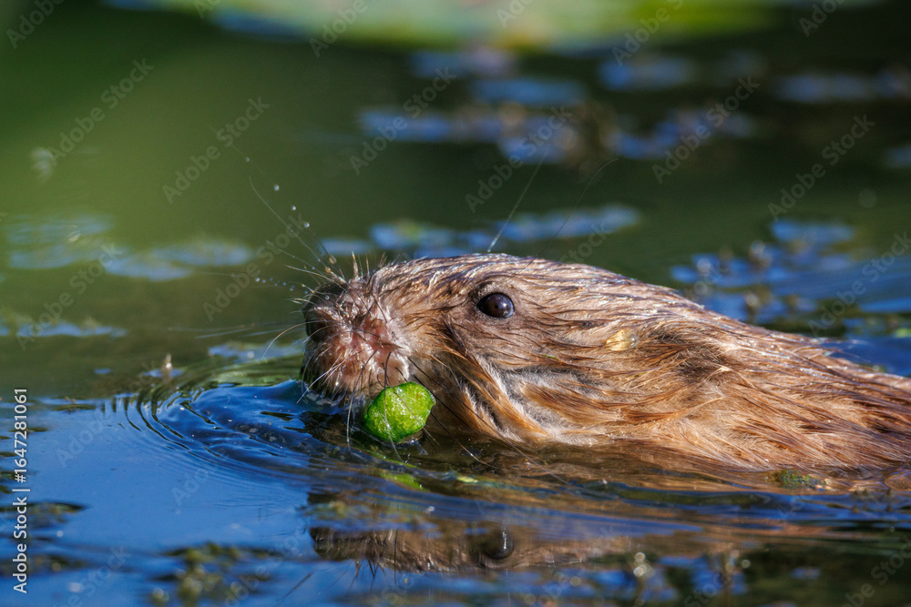 Close-up of an adult muskrat swimming in the water, holding a Nymphaea flower stem in its mouth on a sunny summer evening.
