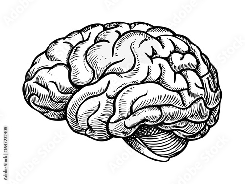 Vintage engraved illustration isolated on white background - Human brain (cerebrum)

