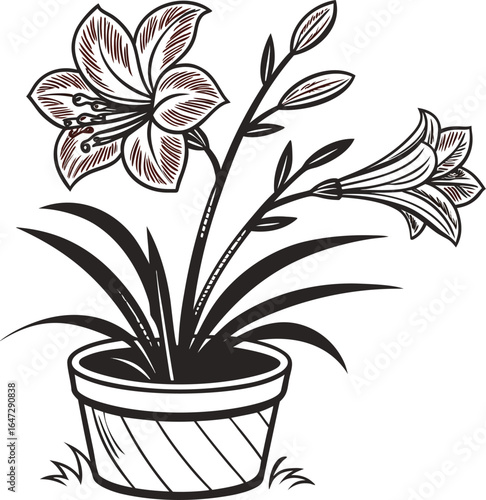 A potted lily plant with green leaves, an isolated houseplant for home decoration