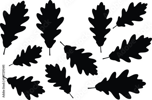 A collection of various oak leaves in different angles and sizes, a detailed black silhouette vector illustration.