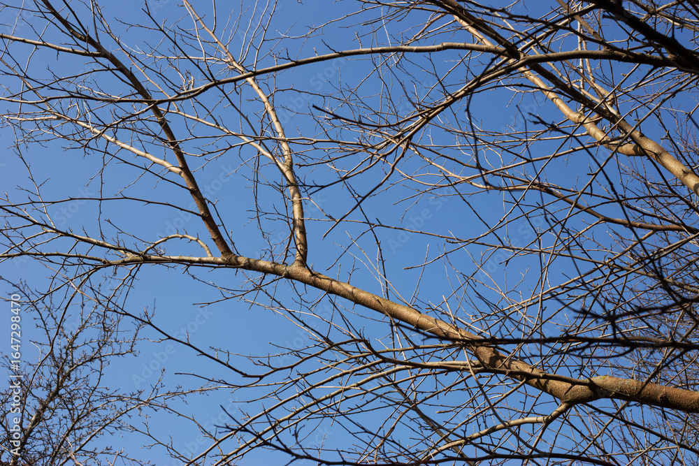 Obraz premium Branches stretch against clear blue sky in tranquil winter morning setting with the sun shining gently