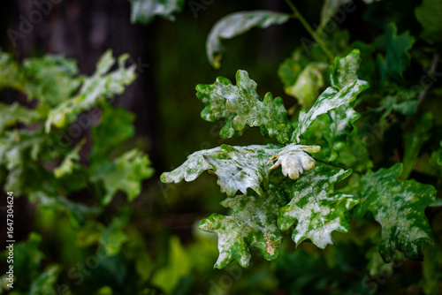 Close-up of green oak leaves covered with white powdery mildew, a common plant fungal disease found in humid forest environments.