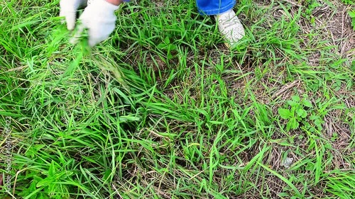 Person gathering fresh cut grass for composting or mulching. Animal feed