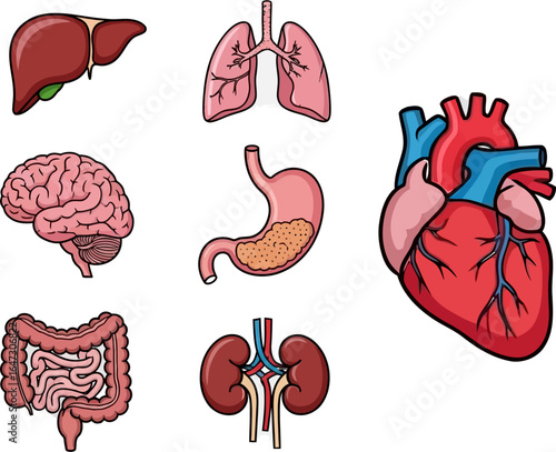 Illustration of human internal organs including heart, lungs, liver, brain, stomach, intestines, and kidneys on a white background.