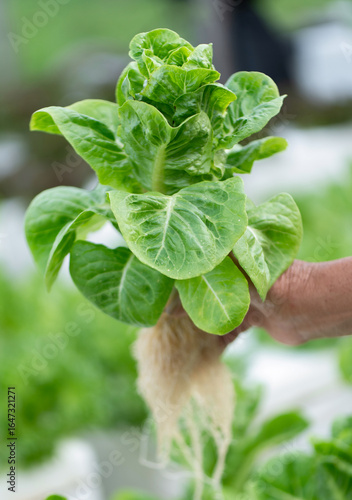 farmer picks lettuce from the vegetable garden. fresh lettuce grown in organic farming.