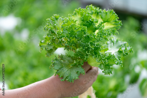 farmer picks lettuce from the vegetable garden. fresh lettuce grown in organic farming.