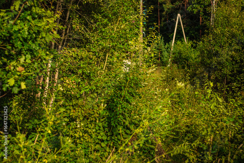 Thick vegetation covers an unmaintained path in a forest, with tall bushes, saplings, and wild plants under warm sunlight.