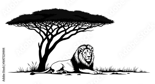 majestic african lion resting under acacia tree serene wildlife illustration for safari conservation and adventure branding