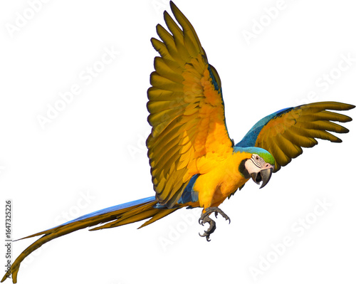 Beautiful Bird parrot blue and gold Macaw are flying