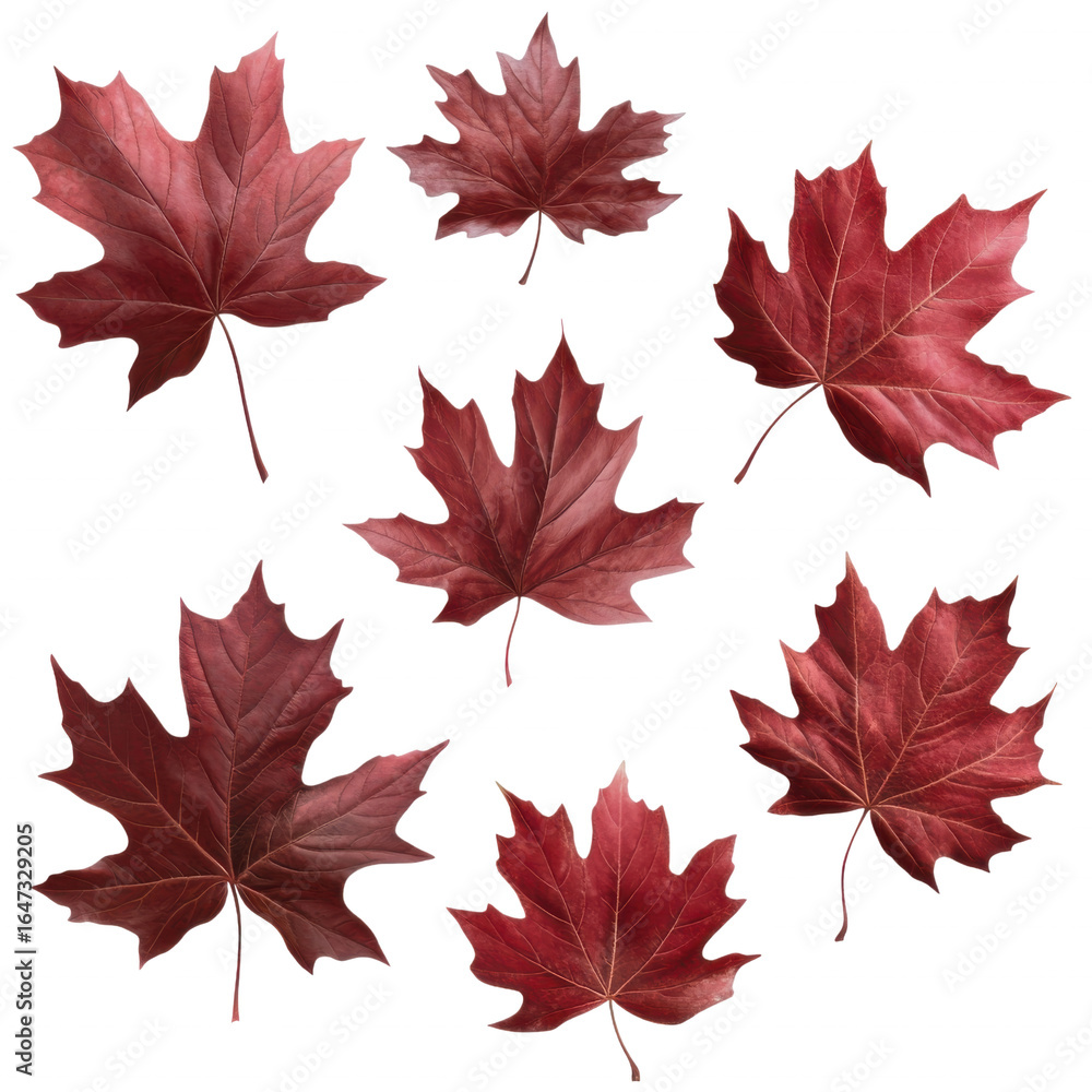 Fototapeta premium red maple leaf PNG, detailed texture, transparent
