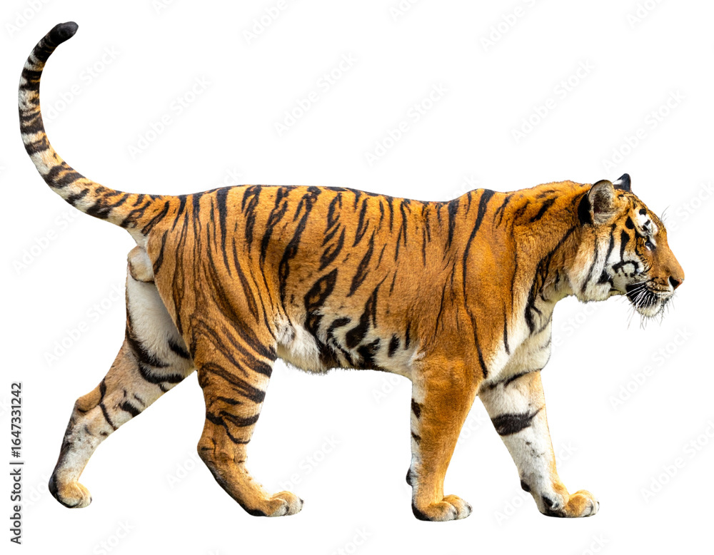 Obraz premium Side View of a Striding Tiger with Tail Curved Up, Transparent Background