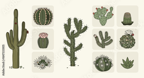 Illustration of various cactus species arranged on a grid with different shapes and sizes displayed