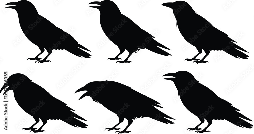 Fototapeta premium Crow and Raven Silhouette Vector Set of Six Black Corvid Birds in Varied Poses, Isolated on White, Monochrome Halloween Wildlife Clipart Illustration
