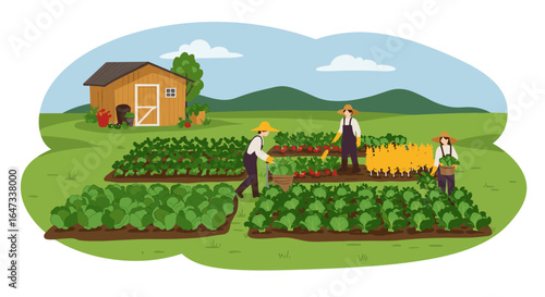 Farmers harvesting vegetables on a sunny day in the countryside garden