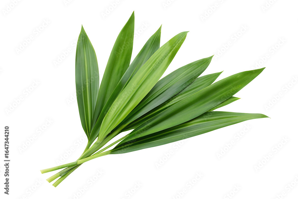 Fototapeta premium Fresh pandan leaves isolated on transparent background for culinary herb and nature projects
