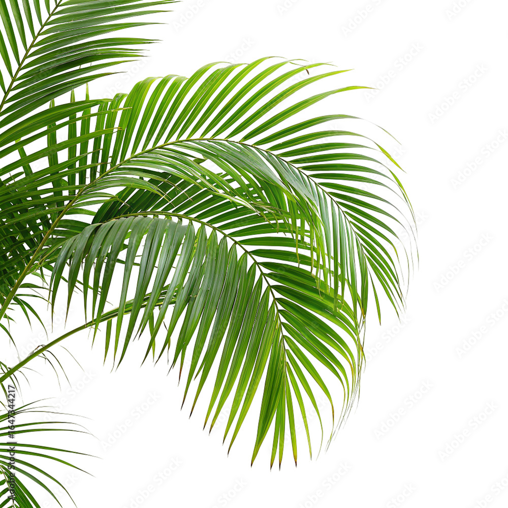 Fototapeta premium Tropical palm leaf isolated on black background green foliage exotic plant nature decor design