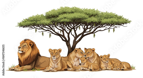 majestic lion pride resting under an acacia tree perfect for wildlife documentaries safari adventures and africanthemed designs