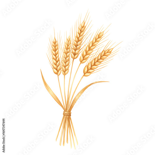 Wheat sheaf illustration with golden stalks. Watercolor isolated on transparent background