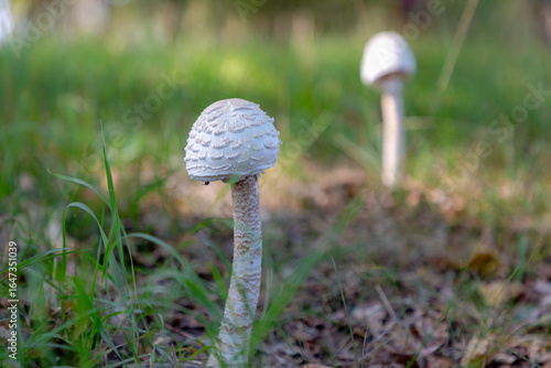 Fotografía Selective focus of wild mushrooms in green grass, Macrolepiota procera or the parasol mushroom is a basidiomycete fungus with a large prominent fruiting body resembling a parasol, Nature background
