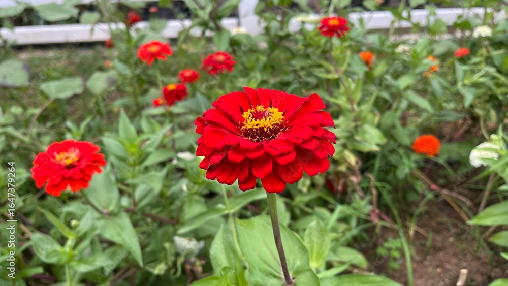 Obraz premium Flowers zinnia elegans. Flowers in the garden. Assortment of pink-shaded zinnias in a flower patch. Vines of zinnia elegans flowers in the field with sunflowers and wildflowers, field, blooming, red