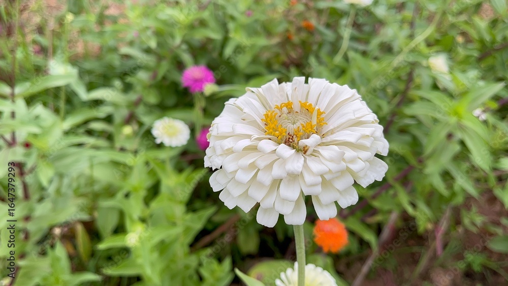 Obraz premium Flowers zinnia elegans. Flowers in the garden. Assortment of pink-shaded zinnias in a flower patch. Vines of zinnia elegans flowers in the field with sunflowers and wildflowers, field, blooming, red