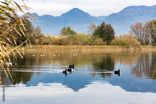 Tranquil Autumn Reflections: A Serene Lake Scene with Black Ducks Gliding Across Calm Waters, Framed by Golden Foliage, Reeds, and Distant Mountains Beneath a Soft Sky