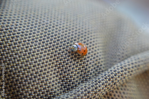 ladybug