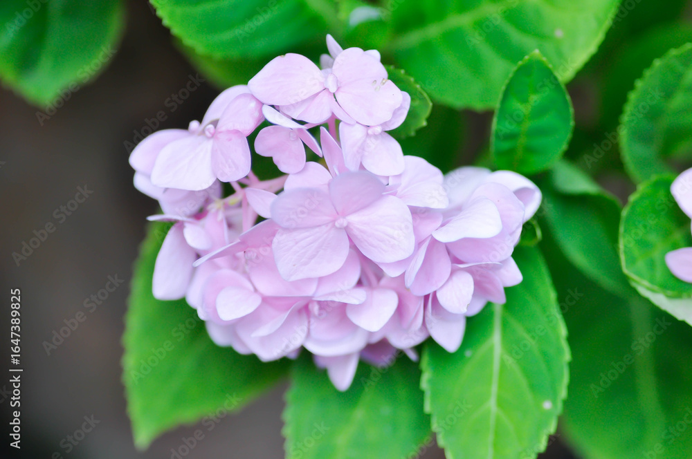 hydrangea flowers , Hydrangea or macrophylla or Hydrangeaceae hydrangea flowers , Hydrangea or macrophylla or Hydrangeaceae