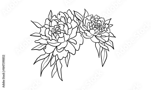 Peony flower set, continious line drawing. Floral beauty outline. Vector illustration