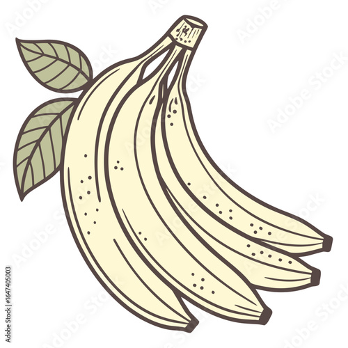 Handdrawn illustration of a bunch of bananas with leaves isolated on white background